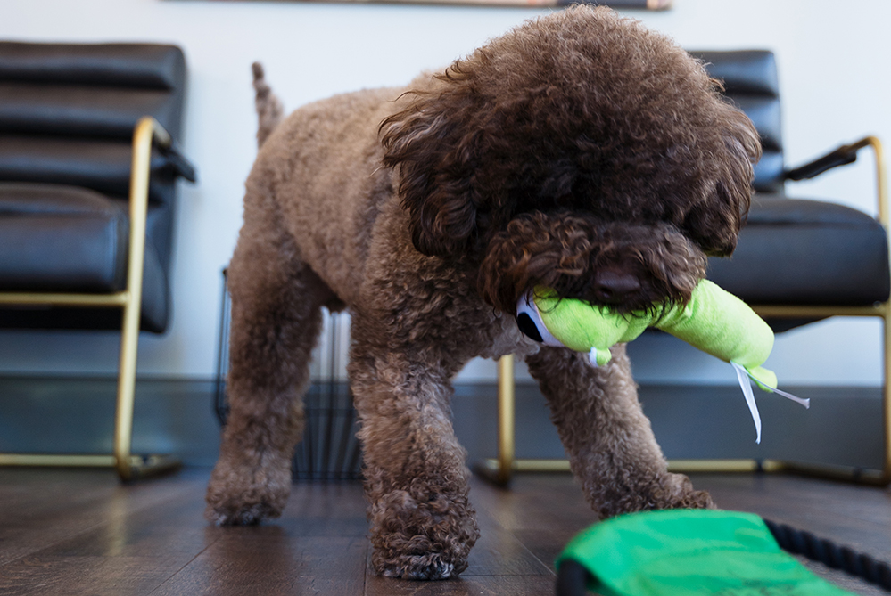 Dog Paw Handshake Image